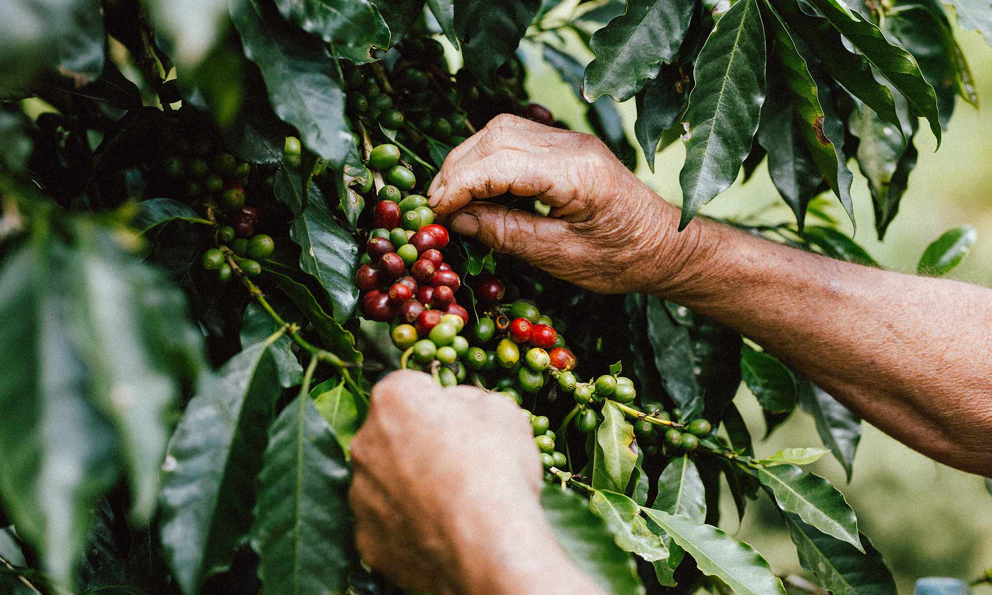 Coffee Island vision